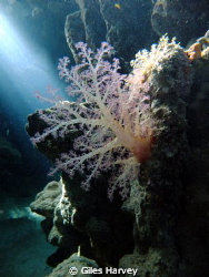 Soft coral in the catacombes of Marsa Bereka by Giles Harvey 